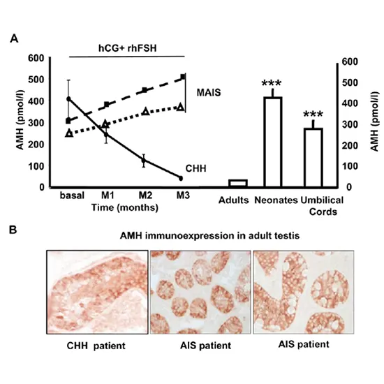 Anti-Mullerian Hormone (AMH) Basic Panel